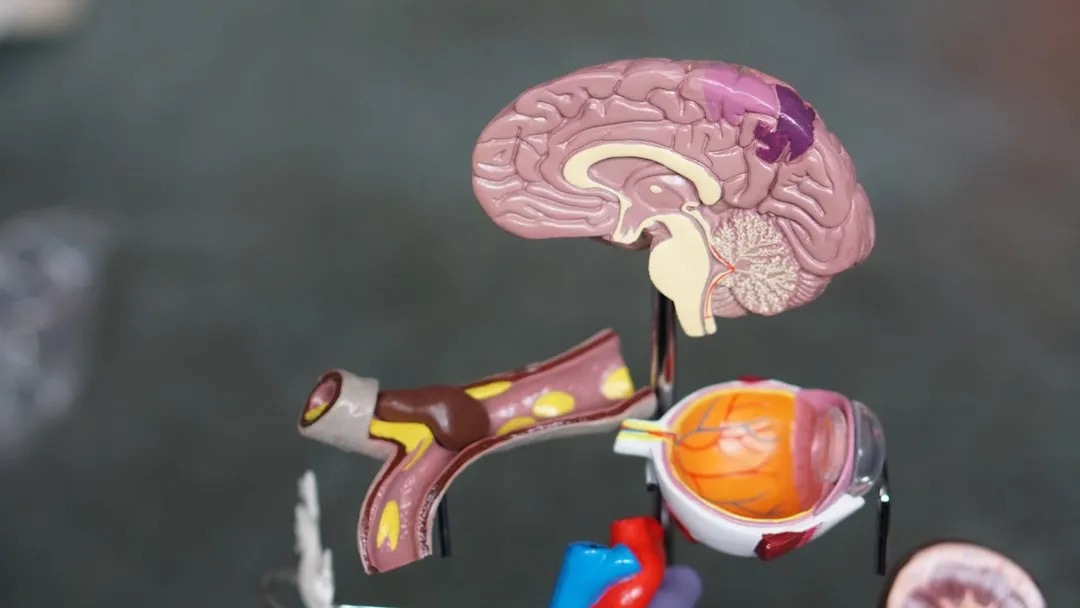 Illustration of the brain's reward system and the dopamine effect - Employee wellness gamification